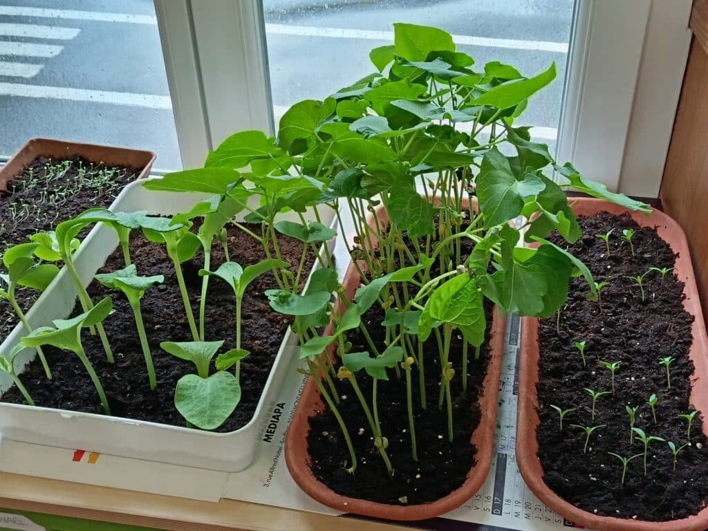 2025 05 15 Plantation des GS 12