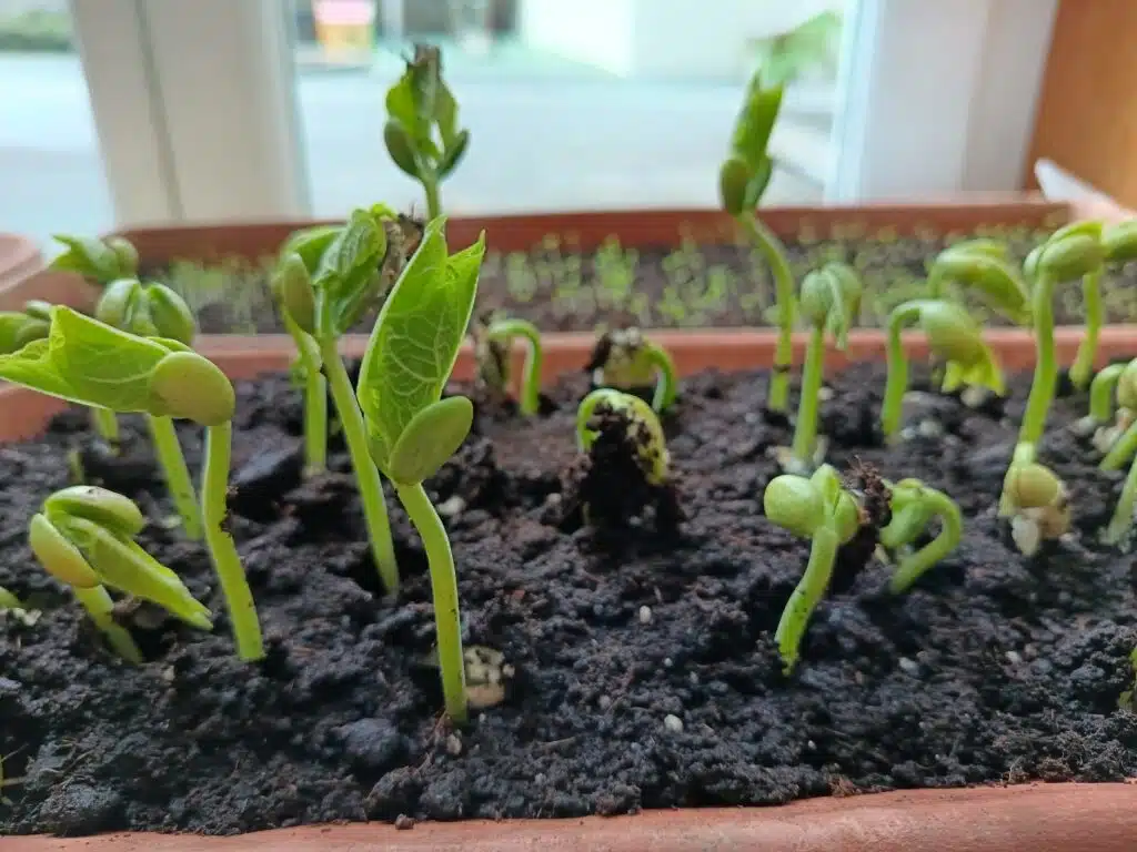 2025 05 15 Plantation des GS 8