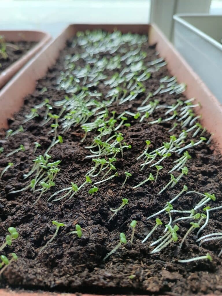 2025 05 15 Plantation des GS 9